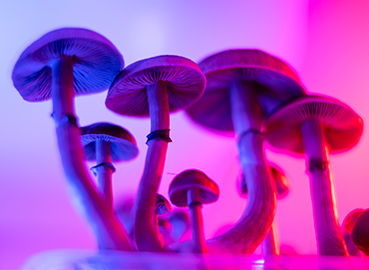 Psilocibes